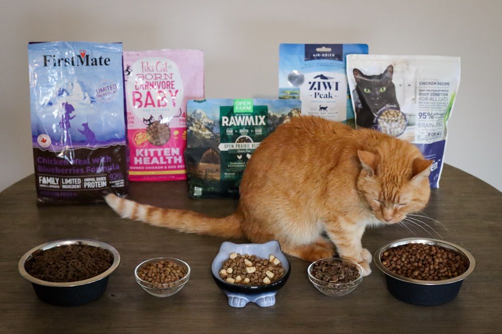 best high protein cat food