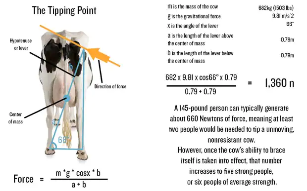 cow tipping