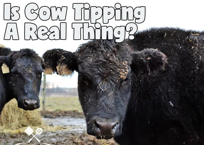 cow tipping