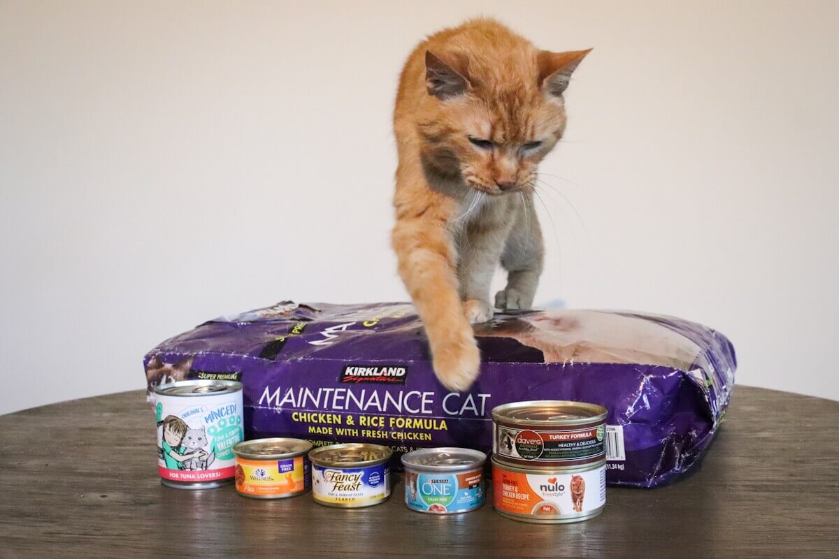 best high protein cat food