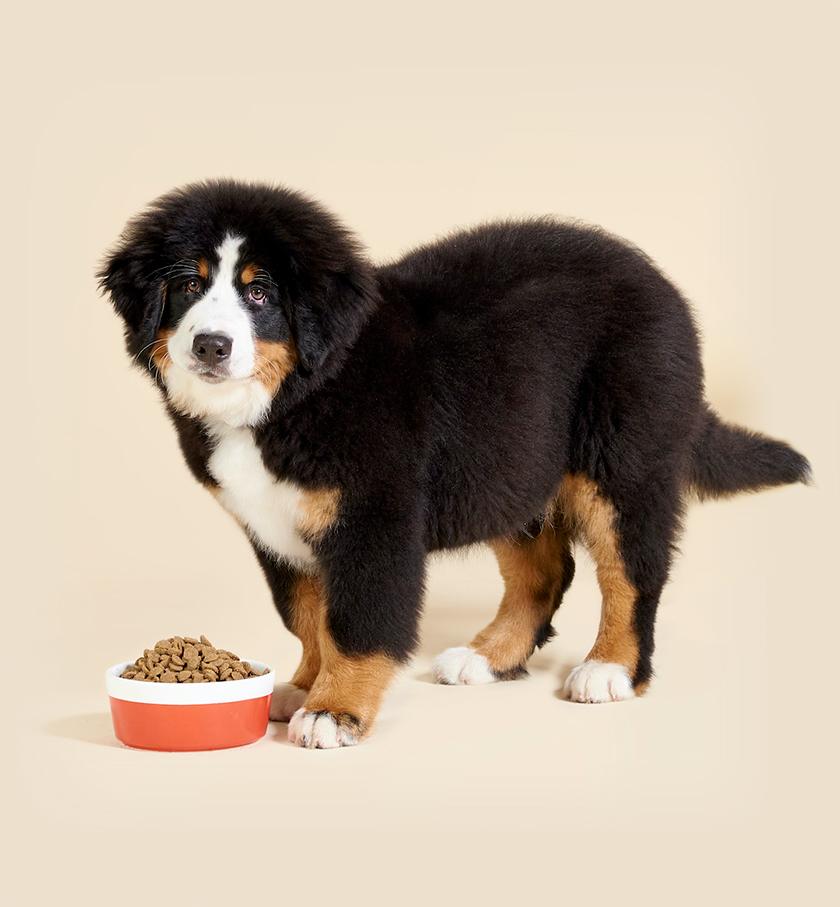 large breed puppy dog food
