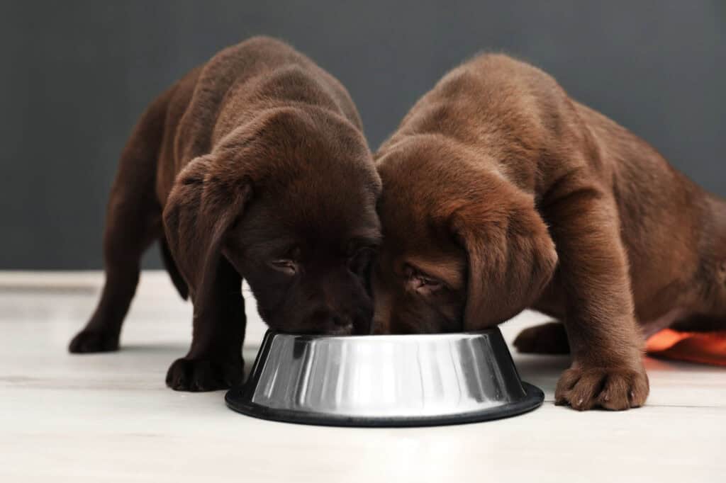 large breed puppy dog food