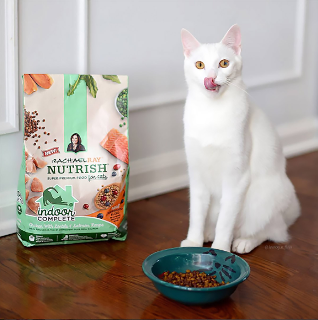 rachael ray cat food